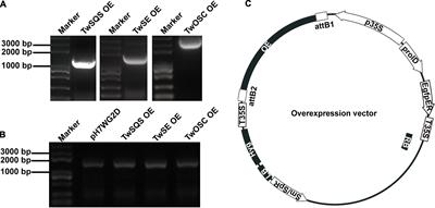 Overexpression of TwSQS, TwSE, and TwOSC Regulates Celastrol Accumulation in Cambial Meristematic Cells and Dedifferentiated Cells